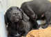 Spangolds 3/4 retriever - 1/4 ESS