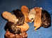 7 Stunning Cockerpoo Pups for sale