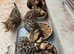 Bengal kittens for sale