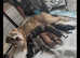 Ready to leave reverse black brindle American bulldog x cane corso puppy
