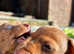 Five little mini dachshund looking for new homes
