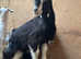 Alpine goat stud for rent