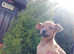 Beautiful pups ready for new adventure