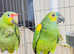 Stunning baby Amazon parrot