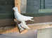 Pigeons