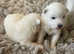 2 Samoyed puppies left for new homes