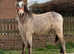 Welsh d x traditional cob colt