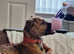 Female whippet 7 months old