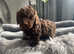 Toy poodle puppy