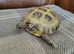 Horsefield tortoise and enclosure