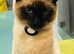 Meet Burberry, the epitome of feline elegance!