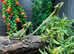 Casque Head Iguanas (Coneheads) at Birningham Reptiles