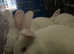 New Zealand White Rabbits