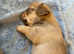 Beautiful Dachshund x Chihuahua puppies. Reduced as need to find loving homes urgently