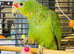 Stunning baby  Amazon Parrot