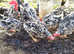 Exchequer Leghorn Hatching Eggs x6