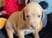 KC Reg Hungarian Vizsla pups Health tested Parents
