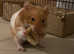 Female Syrian Hamster for Adoption