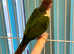 Beautiful young conure parrot