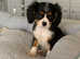 Beautiful Tri Cavalier King Charles Puppy