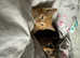 5 kittens nearly ready to go