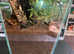 Special offer Venezuelan Suntiger in an 18" tall Coffin Shaped tank Set up