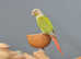 Pineapple Conure,18