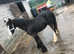 Cob foal