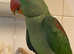 Stunning young alexandrine parrot