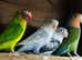 Beautiful love birds.