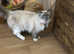 Beautiful ragdoll cat for rehoming