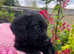 !REDUCED! Cockapoo x patterdale puppies Girl remaining