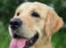 Just 2 left! *Ready Now* Beautiful Goldador Puppies