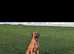 Rhodesian Ridgeback Red/Wheaten Dog
