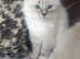 Beautiful Pedigree GCCF Registered Ragdoll Kittens.