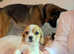 Tiny cavalier king Charles female