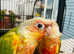 Beautiful fully hand reared baby pineapple Conure parrot