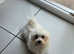 STUNNING MALTESE BOY