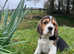 Beautiful beagle puppies
