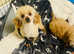 Toy Poodle Puppy.