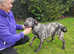 Irish wolfhound