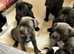 5 chunky blue Staffies Ready 12th May