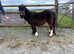 SHETLAND FILLY 2YR OLD