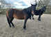 11year old Irish sports horse dark bay