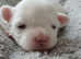 Maltese puppies only to loving homes