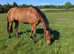 Beautiful Thoroughbred mare