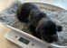 Sprocker puppies