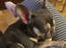 Beautiful French bulldog