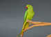 Baby Green Ring necks,17