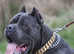 Cane Corso Stud Available